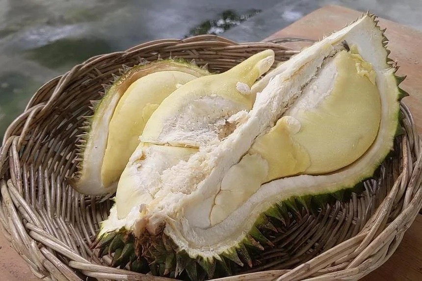 Top 73 về mô hình trồng sầu riêng ở thái lan hay nhất  Tin học Đông Hòa