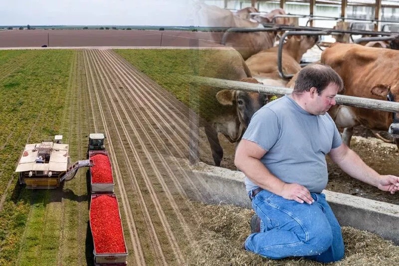 Nông dân Mỹ tự chặt bỏ cây trồng, bán bớt gia súc vì hạn hán
