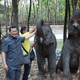 Bộ trưởng Nông Lâm nghiệp và Thủy sản Campuchia chụp ảnh cùng cặp voi do Lào tặng tại tỉnh Takeo, Campuchia, ngày 12/5. Ảnh: Xinhua