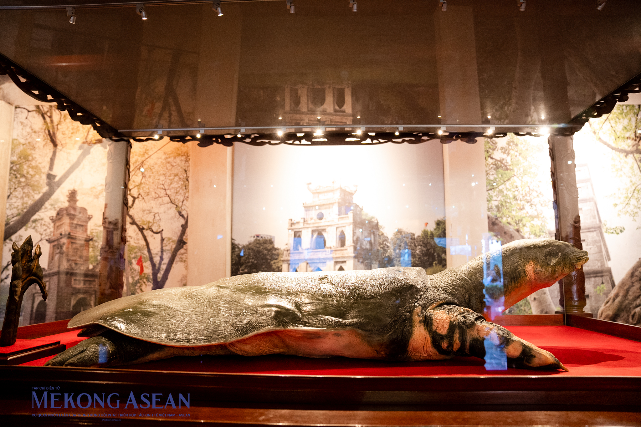 Hà Nội: Ngắm những tiêu bản rùa Hồ Gươm trưng bày ở đền Ngọc Sơn