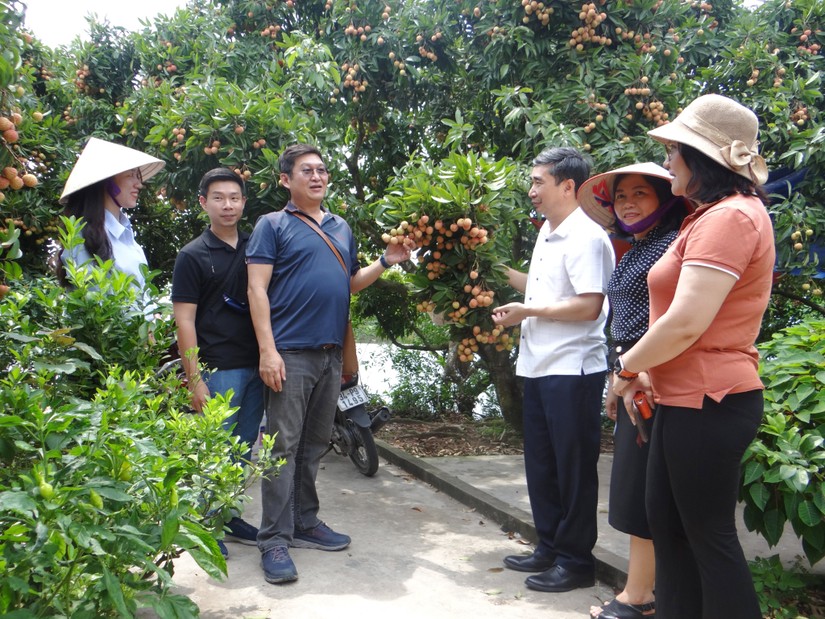 Đại diện doanh nghiệp Singapore thăm một số vườn vải thiều tại vùng nguyên liệu ở xã Thanh Xá (huyện Thanh Hà) ngày 22/6. Ảnh: Lâm Phùng