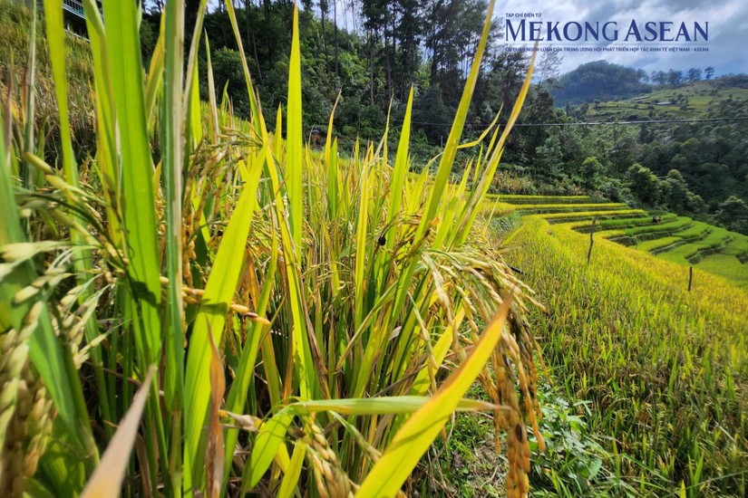 Cần 'thiết kế' room tín dụng phù hợp cho doanh nghiệp, nông dân ngành lúa gạo