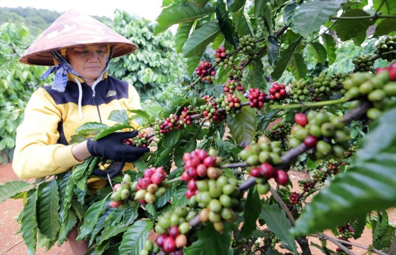 Nông dân Tây Nguyên thu hoạch cà phê. Ảnh: Nhân Dân