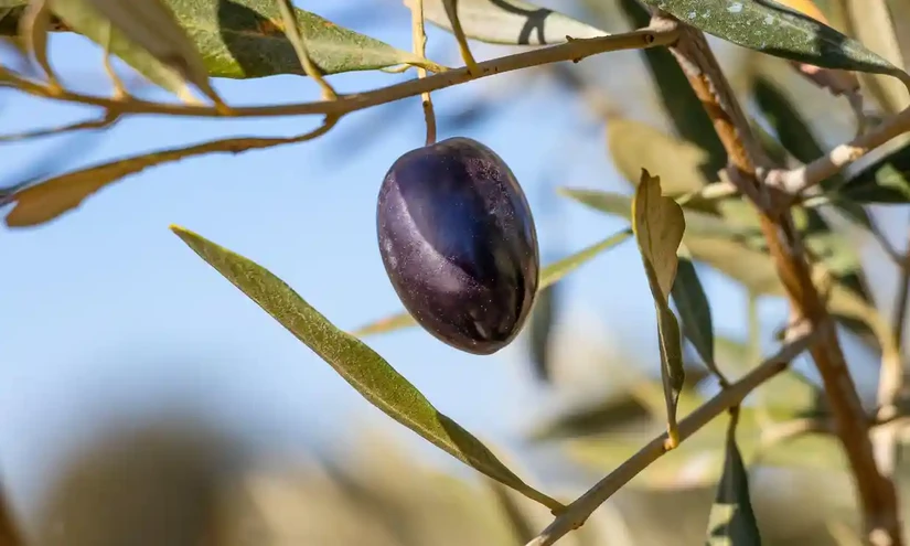 Giá dầu olive được dự đoán sẽ tăng cao hơn nữa trong bối cảnh triển vọng thu hoạch tại Tây Ban Nha, Italy và Bồ Đào Nha đều không tích cực. Ảnh: Alamy